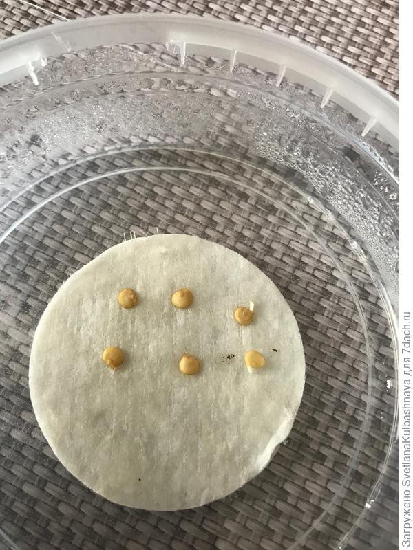 проращивание