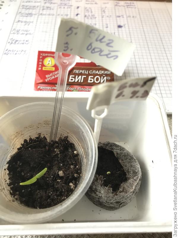 11.03 всходы