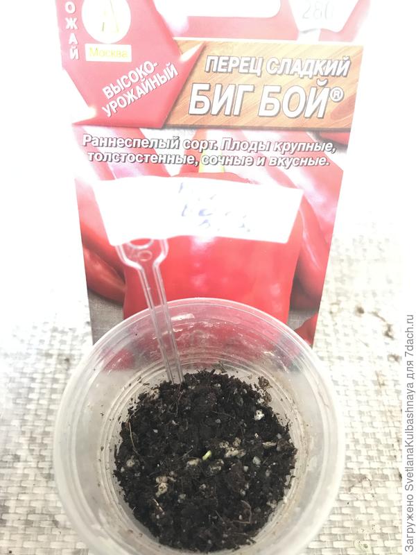 10.03 всходы