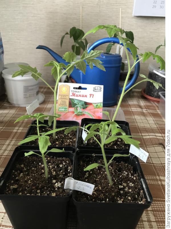 растения по состоянию на 11.04.2019