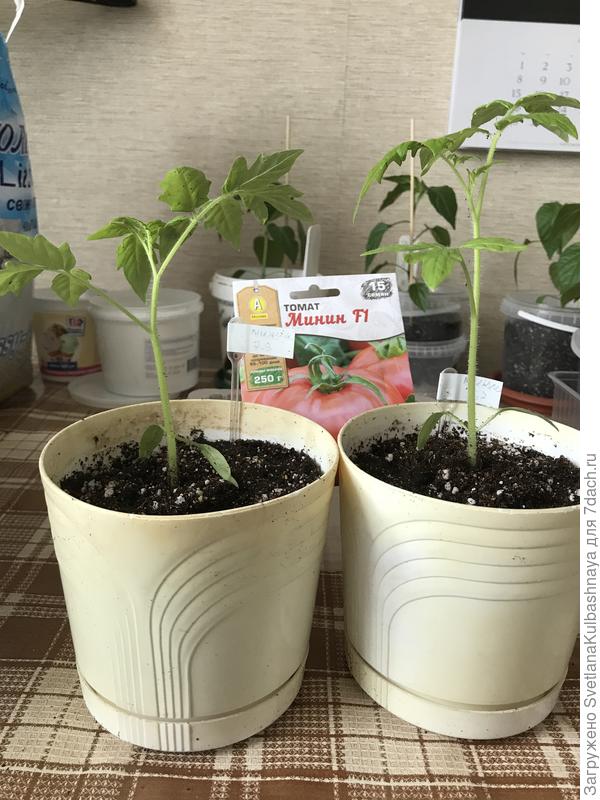 11.04.2019 после пересадки.