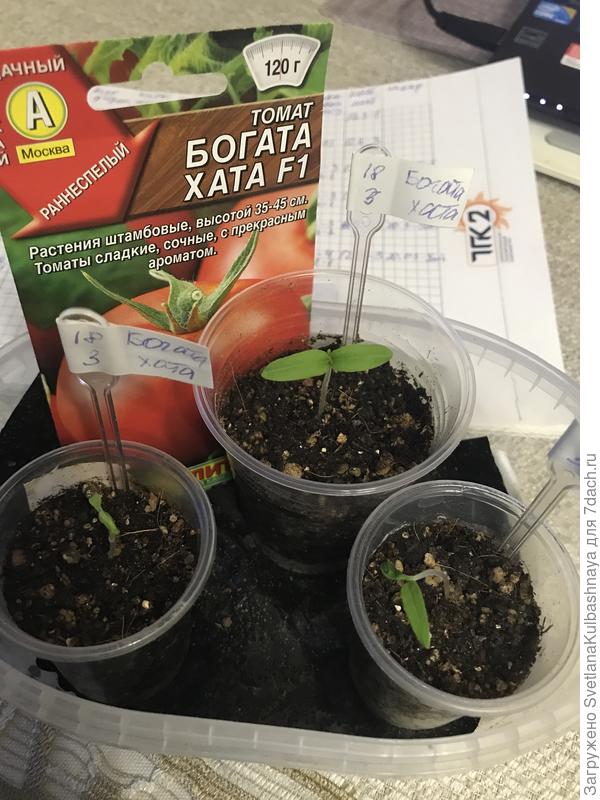 24.03.2019 всходы
