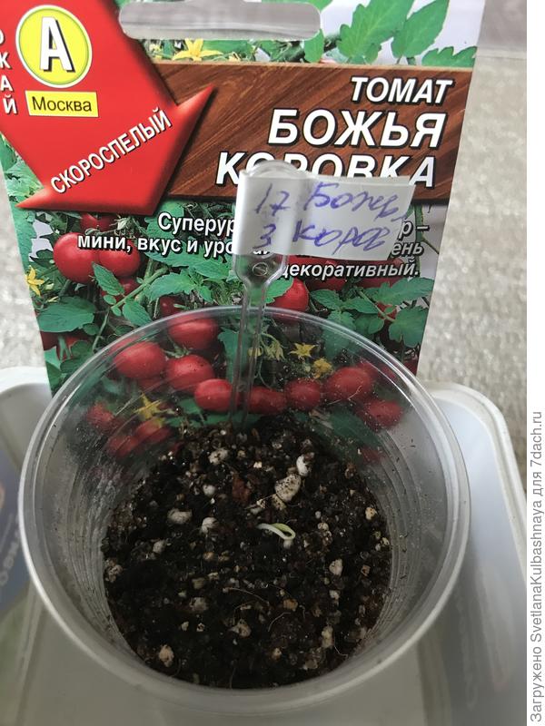 19.03.2019 вечером на второй день от посева взошло 1 семечко,
19.03.2019