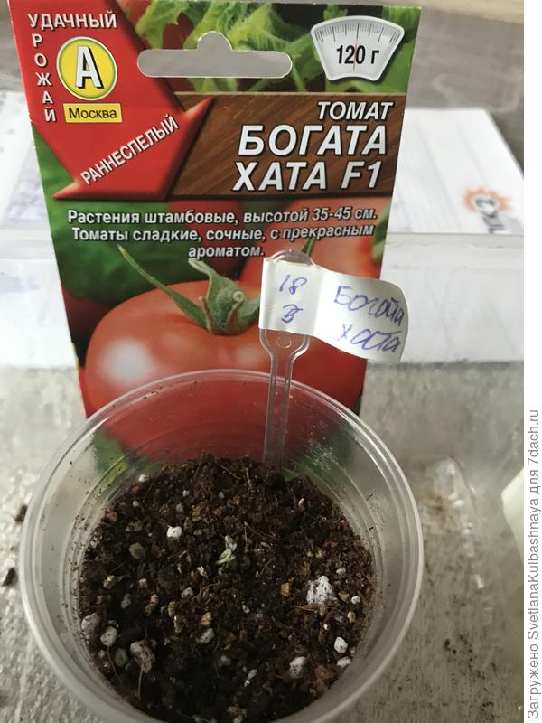 19.03.2019 всходы