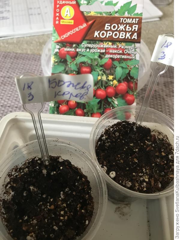 18.03.2019 посев