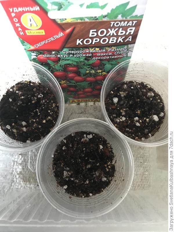 17.03.2019, посев