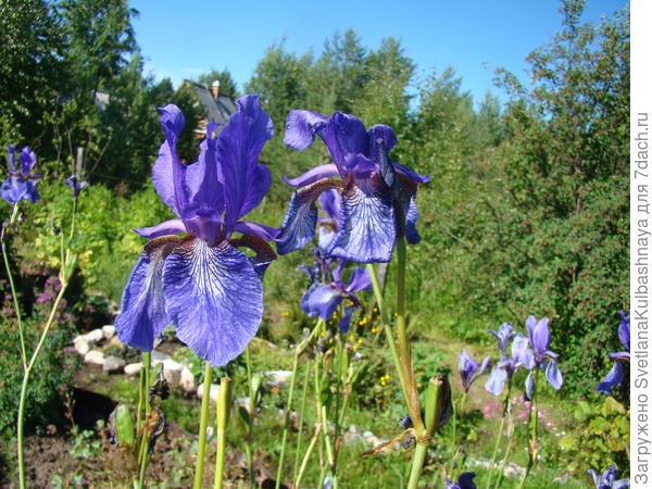 цветы крупно