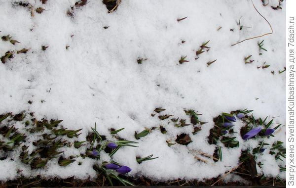 А крокусам все нипочем!