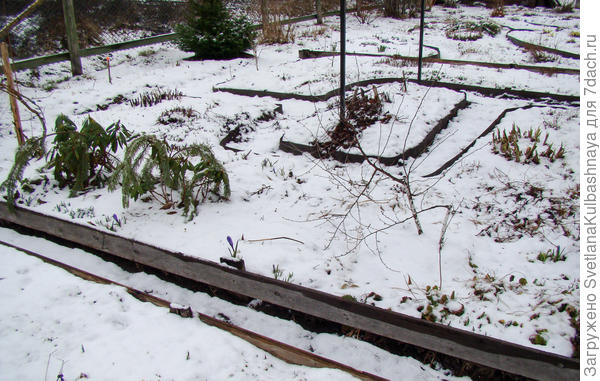 Весь лапник вчера сняла, а эти 2 ветки так примерзли, что невозможно вытащить. Надеюсь, что такая погода не повредит молодые кустики рододендронов