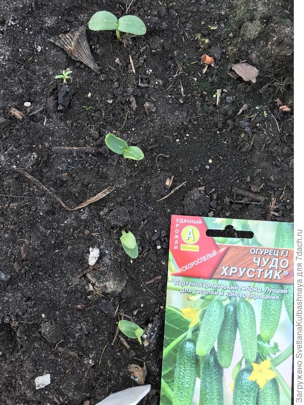 16.05.2019 Всходы