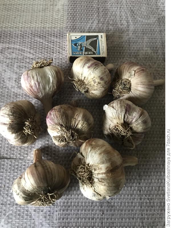вот такие головки чеснока выросли в этом году