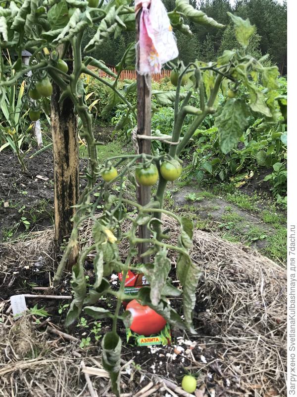03.08.2019, ОГ