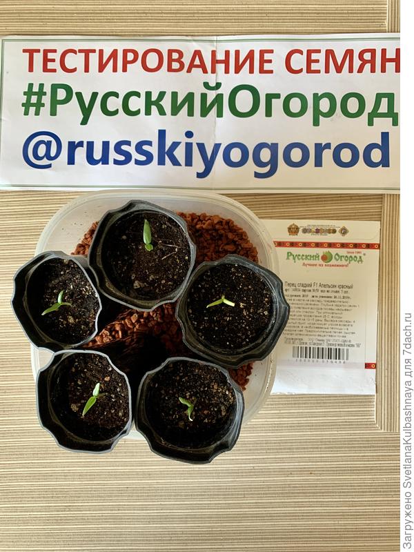 Первые всходы появились на 5 день