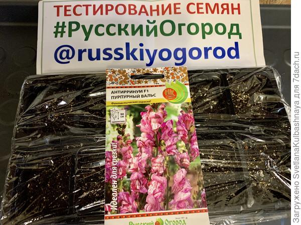 Семена посеяла. Жду всходов