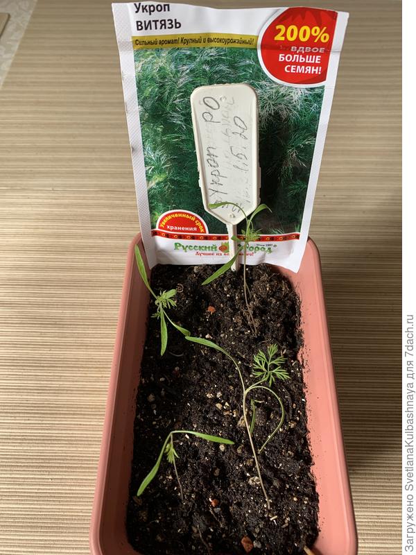 18.05.2020 появились настоящие листочки