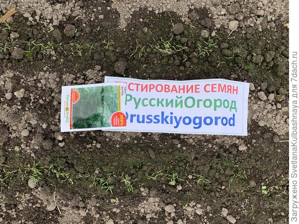 всходы 05.06.2020