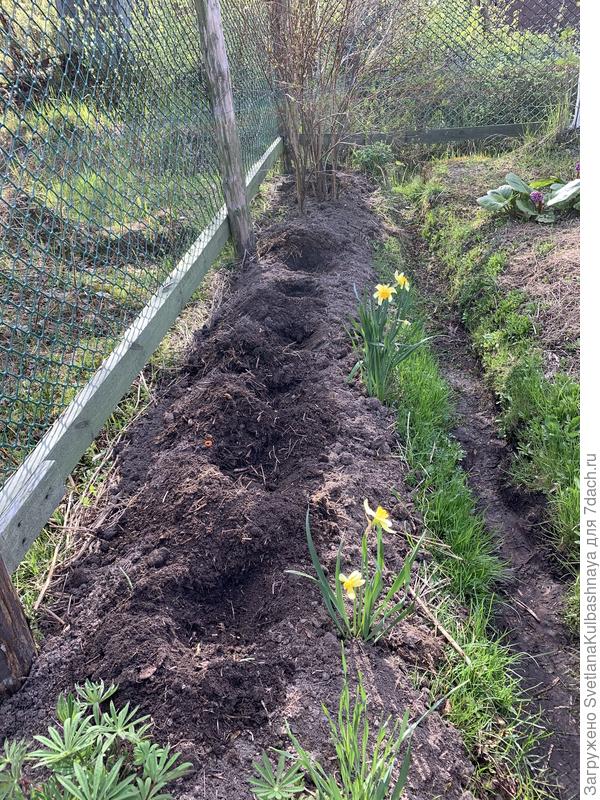 Подготовила лунки для посадки