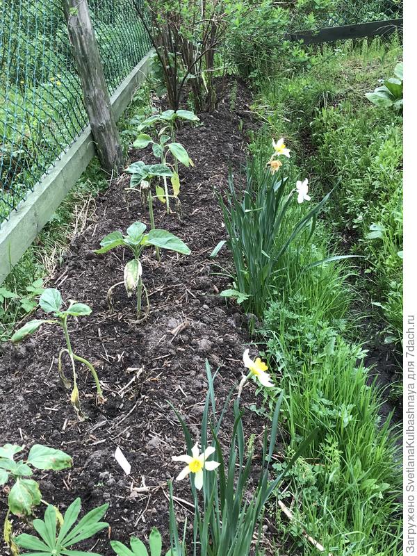 09.06.2020 растения через неделю после пересадки