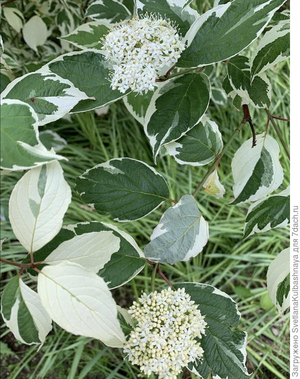 У меня Шпетта