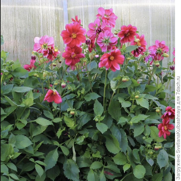 Георгины к вашим ногам