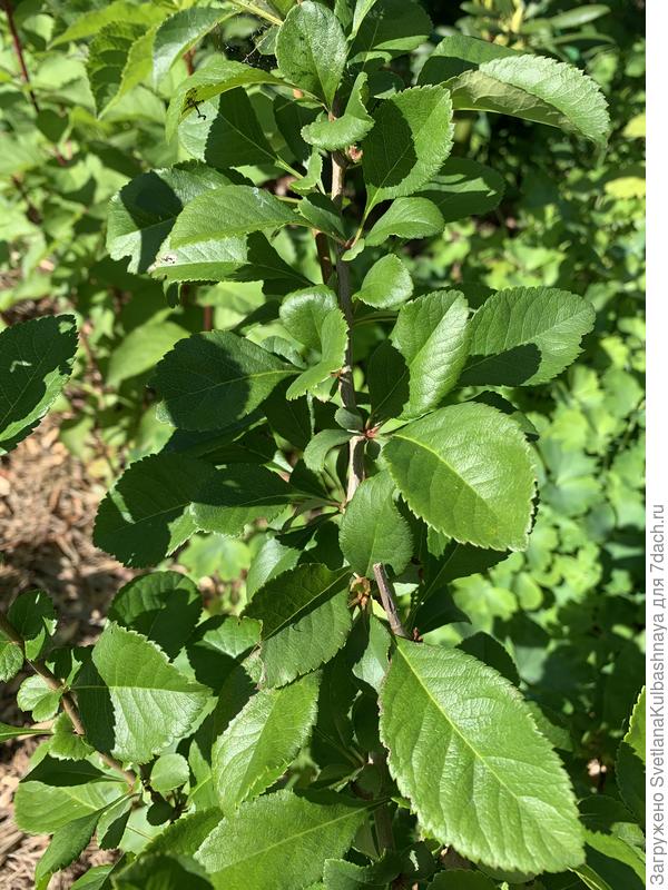 Ветка ближе