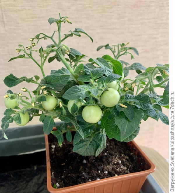 Оранжевая шапочка