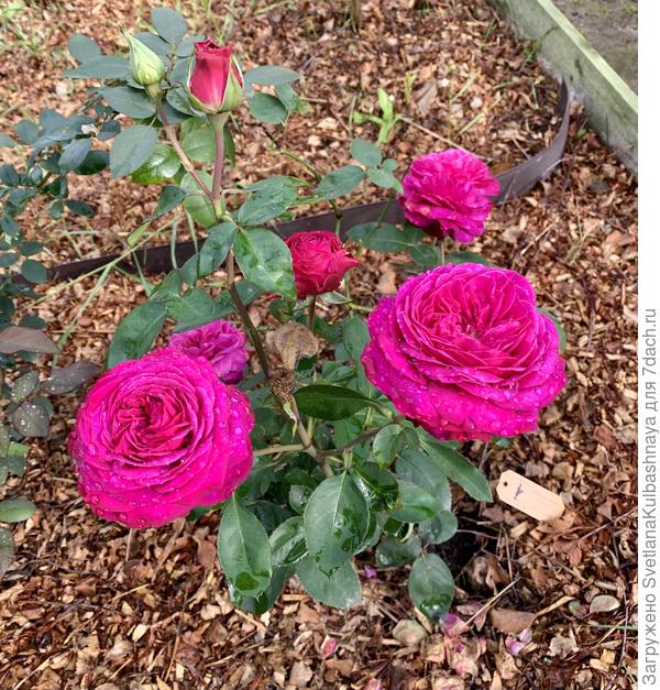 Северные розы!