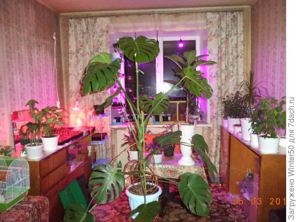 Осталось только на голову поставить!