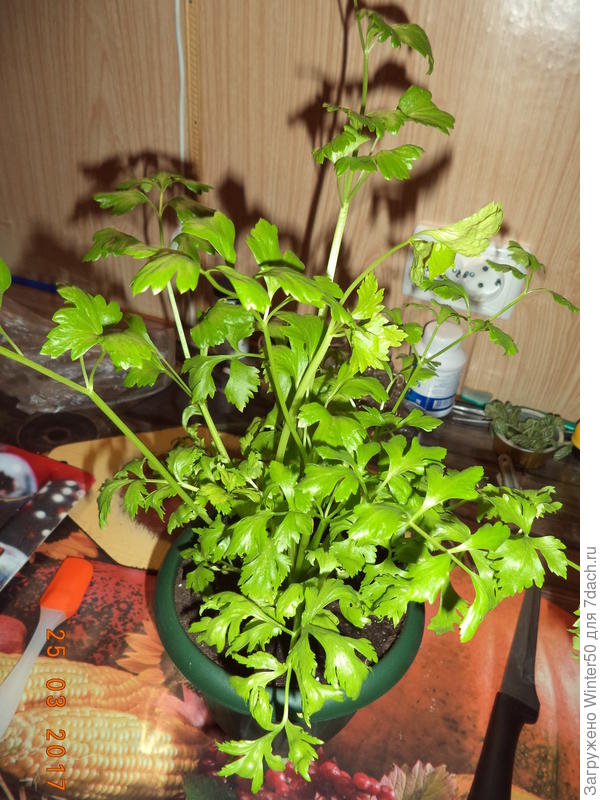 И сельдерей черешковый впридачу