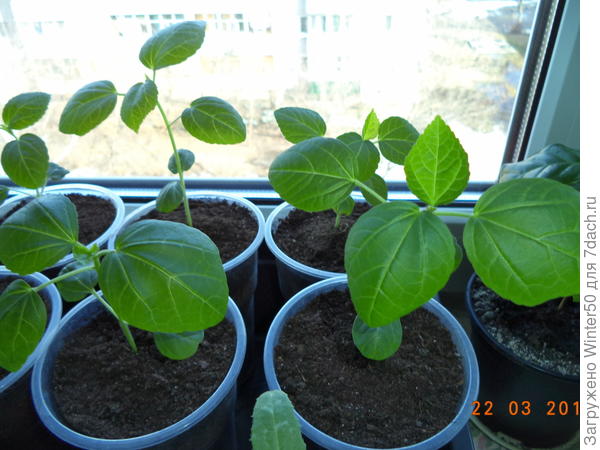 Вот такой уже каркаде (Гибискус суданский)