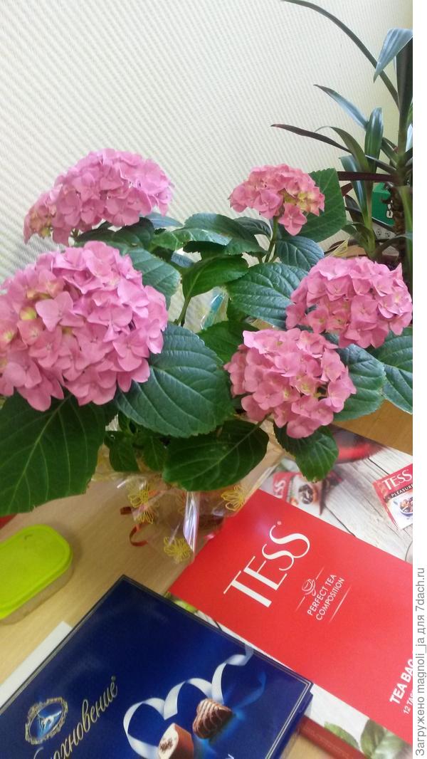 Вот такая гортензия