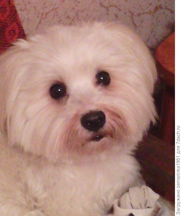 Любимчик Мишка