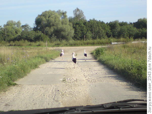 Аисты прогуливаются