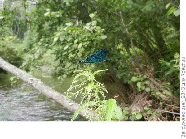 Такая вот стрекоза, их там оооочень много у воды