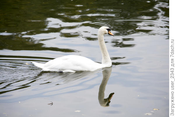 прогулка в парке ЦАРИЦЫНО в Москве