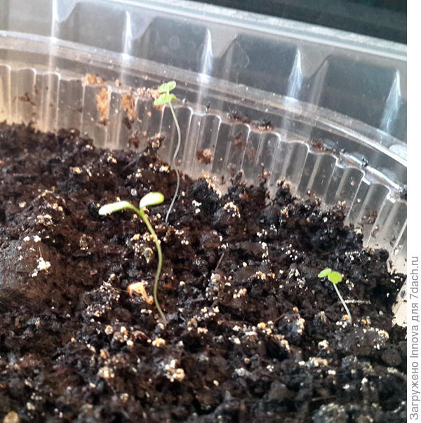 Розы или не розы?!