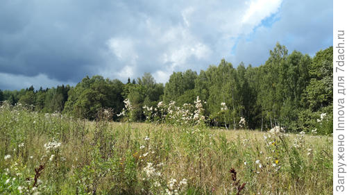 Поле и лес