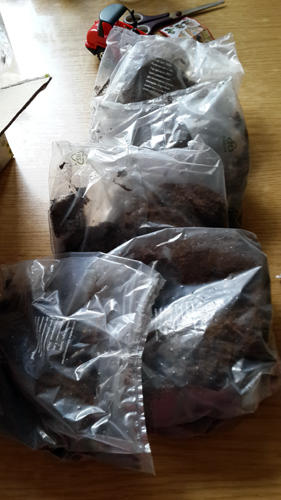 мои корешки