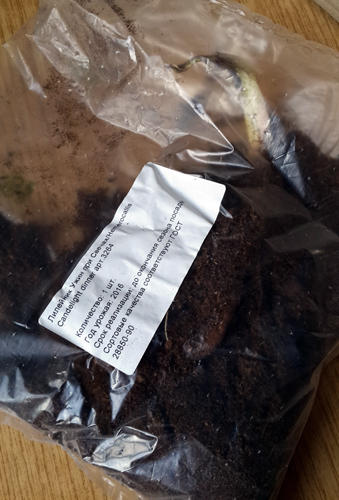 Лилейничек в подарок