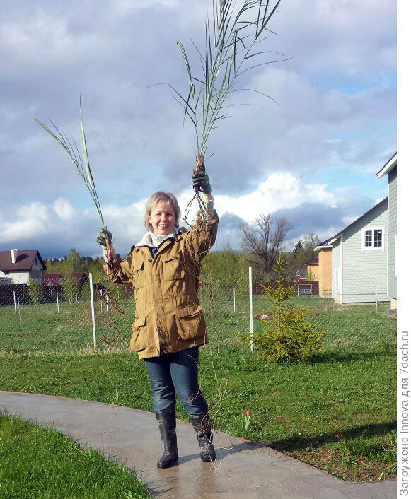 Финиковым пальмам лет по 20