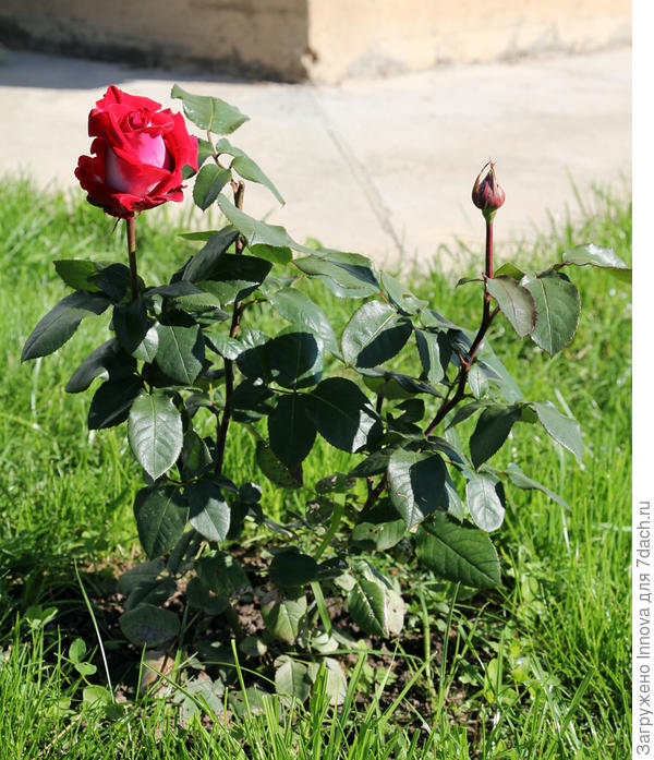Помогите, пожалуйста, определить, что это за сорт розы? - ответы экспертов 7dach.ru