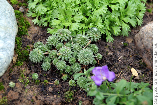 Молодило паутинистое от Поиска. Тоже разрослось