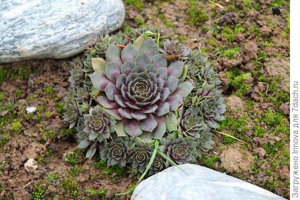 Rubin от Подворья. При посадке была одна большая "розочка"