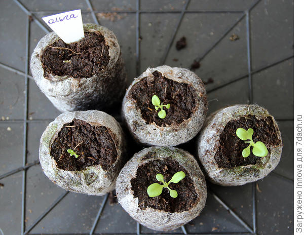 22 марта (24-ый день от посева)