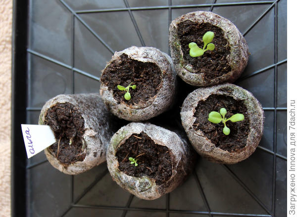 22 марта (24-ый день от посева)