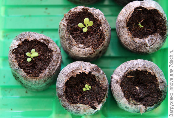 19 марта (22-ой день от посева)