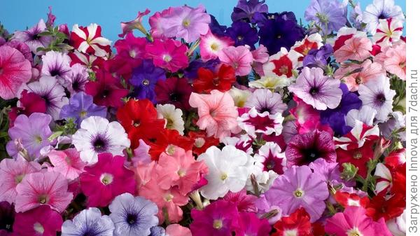 Цветы в тему)))