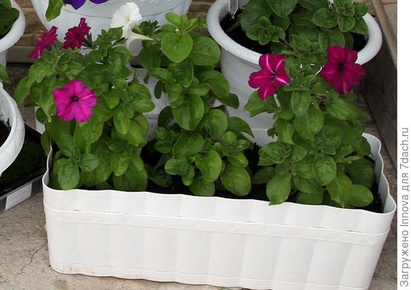 Специально не снимала, но тут немного видно