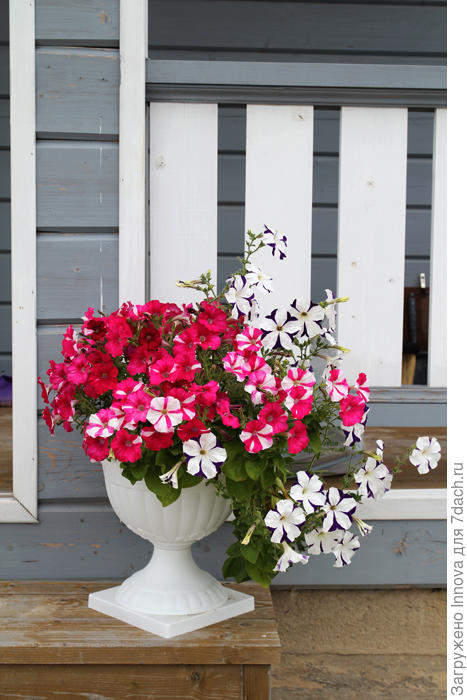 Те, что с длинной плетью