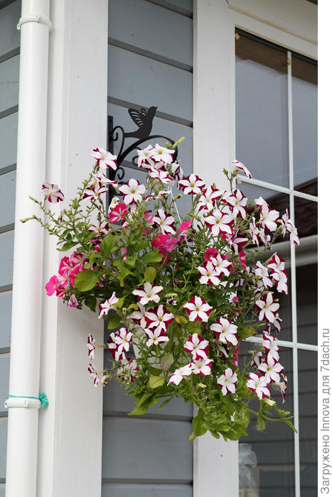 Летний звездопад